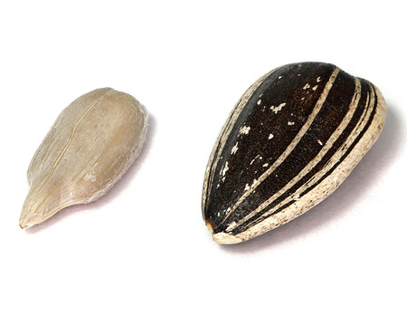 Name that Nut, Seed, or Bean